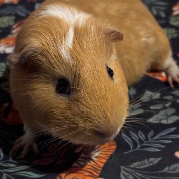 Rescue Guinea Pig Guinea Pigs for Adoption in Hopkinton, Massachusetts - Lincoln | PetCurious